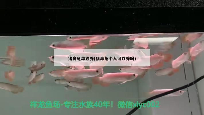 豬鼻龜可以家養嗎：家養豬鼻龜有什么講究