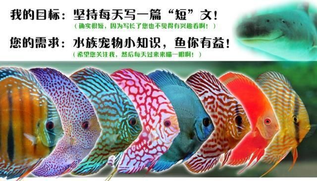 龍魚用青霉素鈉的作用(土霉素對龍魚的作用)