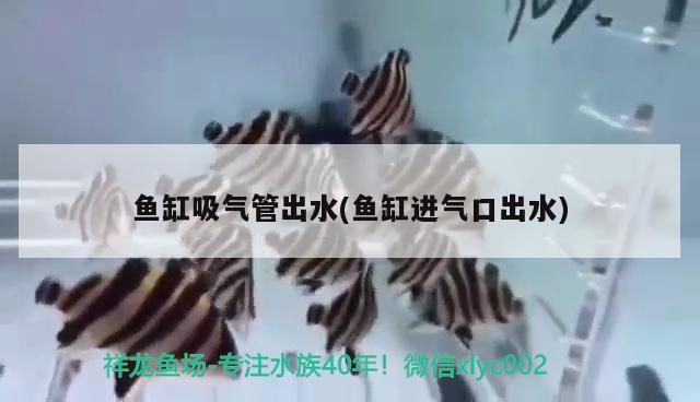 魚缸吸氣管出水(魚缸進(jìn)氣口出水)