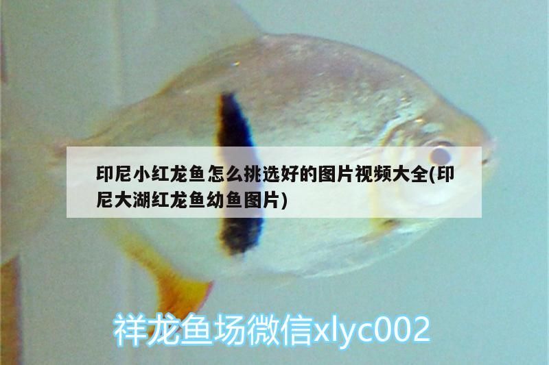 印尼小紅龍魚怎么挑選好的圖片視頻大全(印尼大湖紅龍魚幼魚圖片)