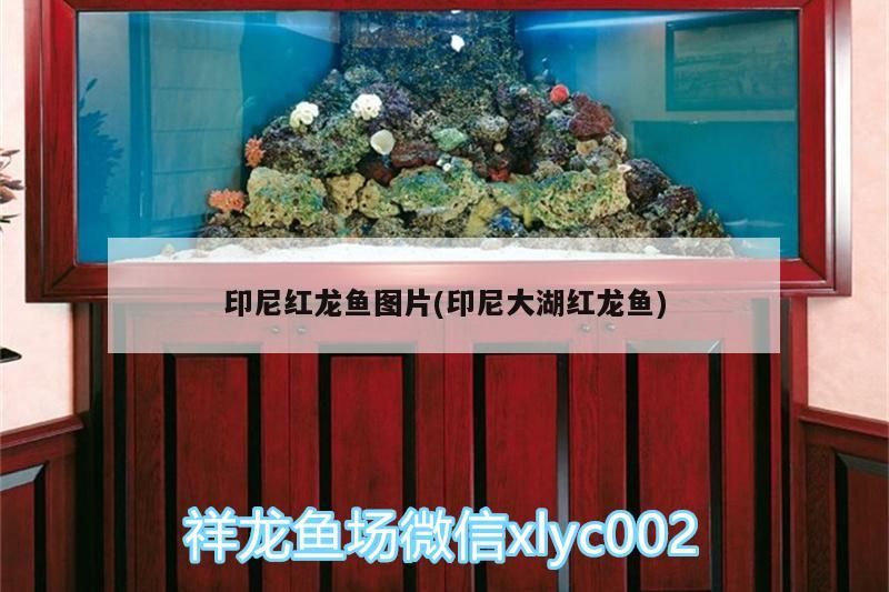 印尼紅龍魚圖片(印尼大湖紅龍魚)