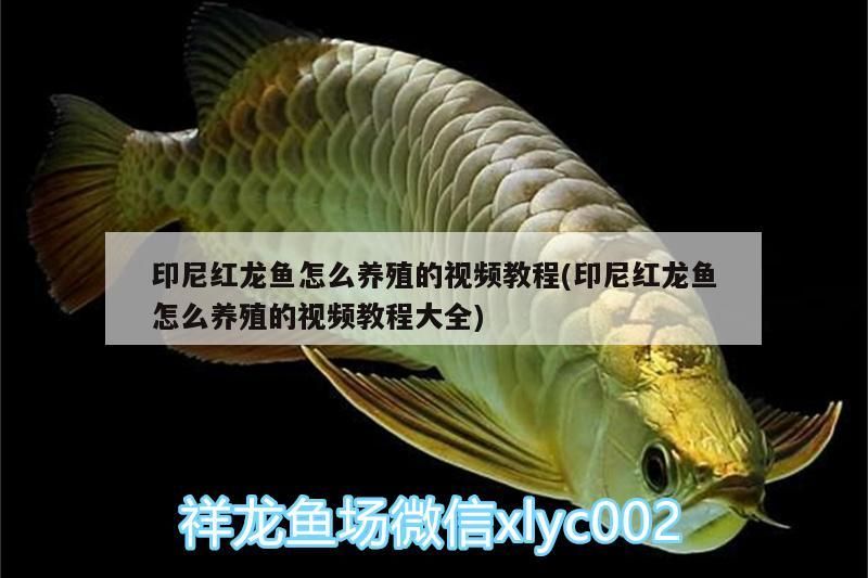 印尼紅龍魚怎么養殖的視頻教程(印尼紅龍魚怎么養殖的視頻教程大全)