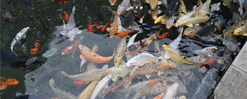 魚失重倒立游怎么辦