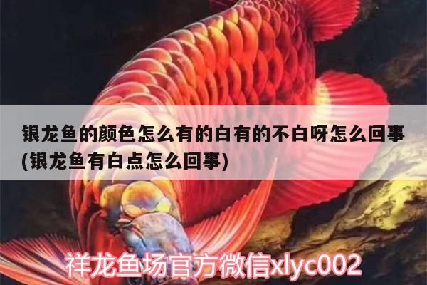 銀龍魚的顏色怎么有的白有的不白呀怎么回事(銀龍魚有白點怎么回事)