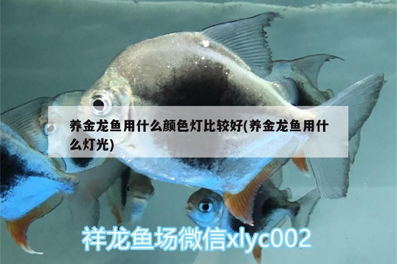 養金龍魚用什么顏色燈比較好(養金龍魚用什么燈光)