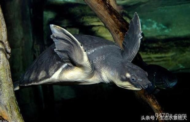 豬鼻龜要求多少溫度：豬鼻龜冬眠期管理要點，豬鼻龜適應溫度大約多少左右