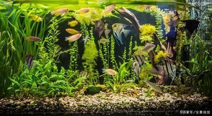 魟魚拉的白色絮狀物是什么原因：魟魚拉出的白色絮狀物可能是由多種原因引起的