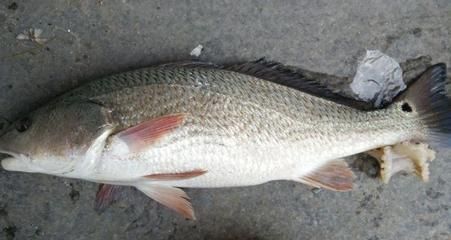 30公分虎魚一天吃多少：30公分虎魚一天吃多少，