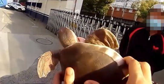 豬鼻龜智商高嗎百度百科：關于豬鼻龜的介紹