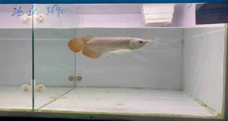 印尼大湖紅龍魚苗好養(yǎng)嗎圖片:印尼大湖紅龍魚養(yǎng)殖技巧 大湖紅龍魚百科 第4張 印尼大湖紅龍魚苗好養(yǎng)嗎圖片:印尼大湖紅龍魚養(yǎng)殖技巧 印尼大湖紅龍魚苗好養(yǎng)嗎圖片:印尼大湖紅龍魚養(yǎng)殖技巧 大湖紅龍魚百科 第4張