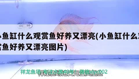 小魚缸什么觀賞魚好養又漂亮(小魚缸什么觀賞魚好養又漂亮圖片)