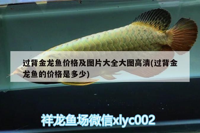 過背金龍魚價格及圖片大全大圖高清(過背金龍魚的價格是多少)