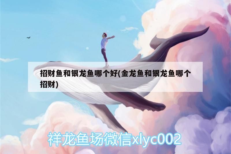 招財魚和銀龍魚哪個好(金龍魚和銀龍魚哪個招財)