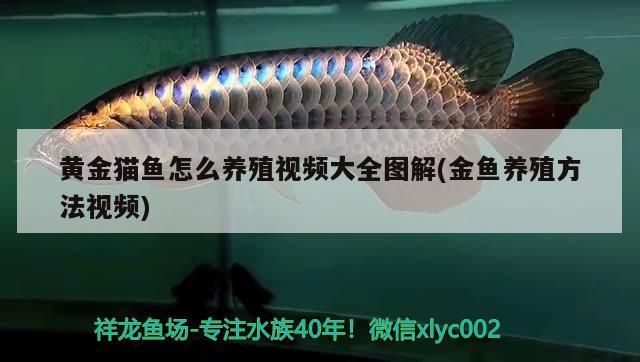 黃金貓魚怎么養殖視頻大全圖解(金魚養殖方法視頻)