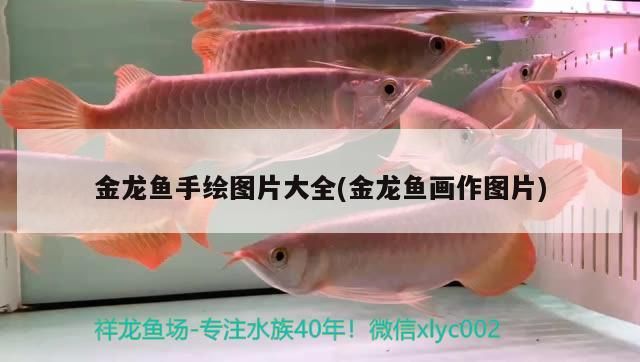 金龍魚官方鑒定真假方法圖解(金龍魚防偽)