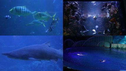 水族館魚類介紹大全視頻（“水族館魚類介紹大全視頻詳情”水族館魚類文字介紹）
