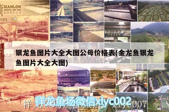 銀龍魚圖片大全大圖公母價格表(金龍魚銀龍魚圖片大全大圖)
