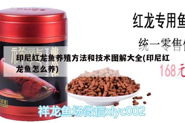 印尼紅龍魚養殖方法和技術圖解大全(印尼紅龍魚怎么養)
