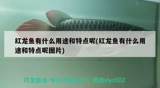 紅龍魚有什么用途和特點呢(紅龍魚有什么用途和特點呢圖片)