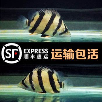 三紋虎魚飼料品牌推薦，三紋虎魚飼料品牌推薦：三紋虎魚的飼料品牌推薦