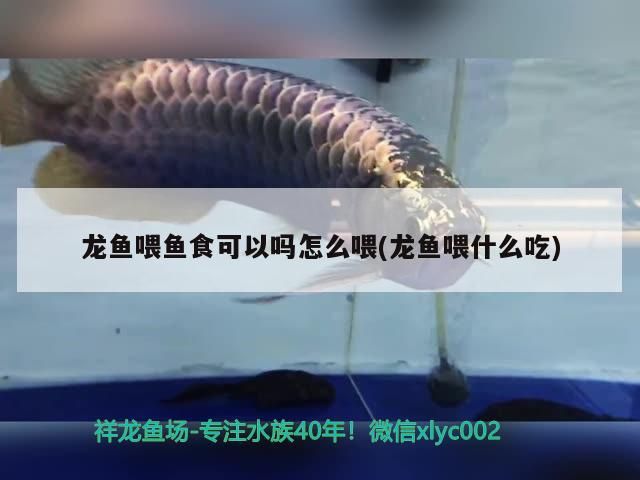 龍魚喂魚食可以嗎怎么喂(龍魚喂什么吃)