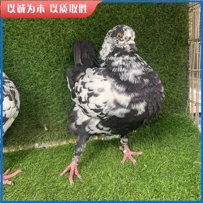 元寶鳳凰怎么發色好看一點圖片視頻：元寶鳳凰怎么發色