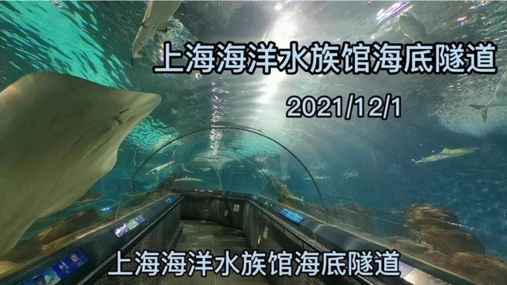 水族館隧道的未來發展趨勢（水族館隧道發展趨勢）