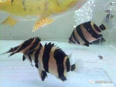 印尼四紋虎魚最佳飼養溫度，印尼四紋虎魚最佳飼養溫度為24-28攝氏度