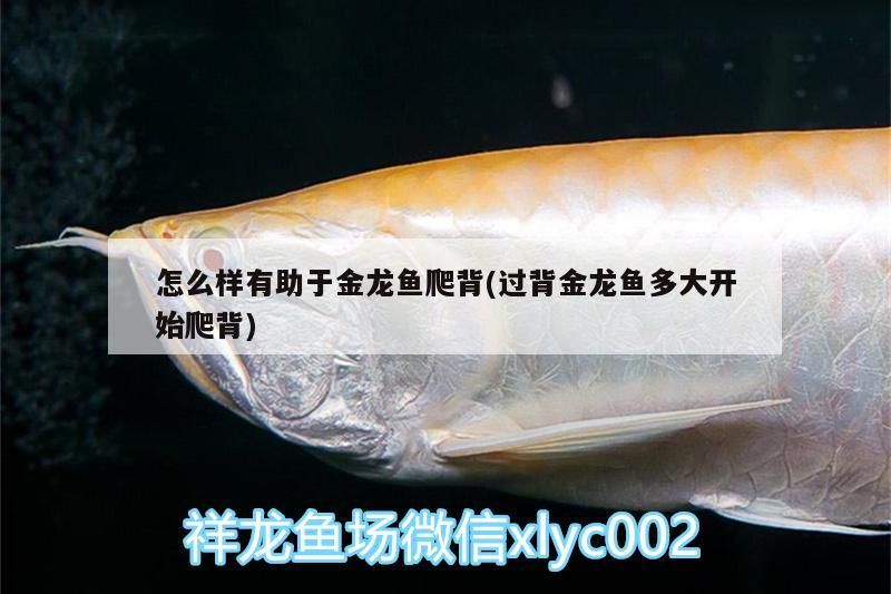 怎么樣有助于金龍魚爬背(過背金龍魚多大開始爬背)