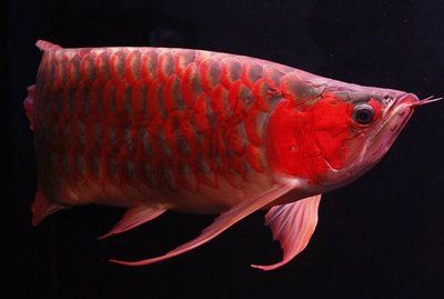 龍魚魚缸，龍魚魚缸的尺寸、水容量、布置技巧