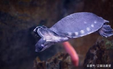 豬鼻龜適合的水溫和水質是什么意思：豬鼻龜適合什么樣的水溫