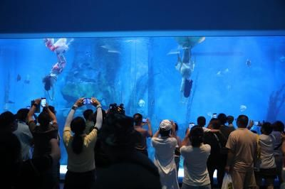 水族館開業活動方案策劃（水族館開業活動策劃）