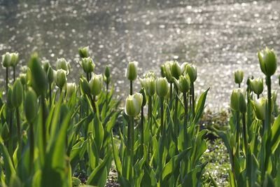 星點(diǎn)金龍魚缸內(nèi)植物配置：星點(diǎn)金龍魚缸內(nèi)照明選擇