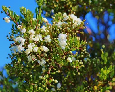 星點(diǎn)金龍魚缸內(nèi)植物配置：星點(diǎn)金龍魚缸內(nèi)照明選擇