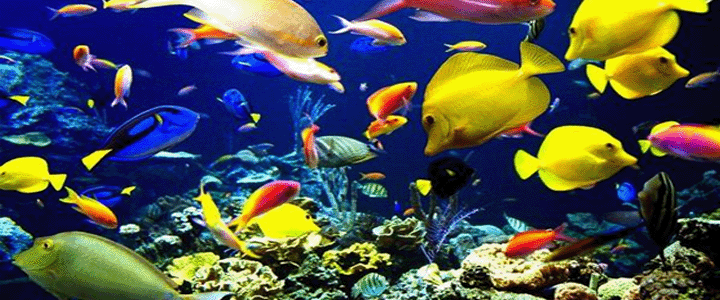 水族館開業活動方案策劃（水族館開業活動策劃）