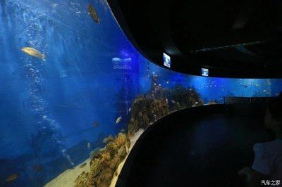 龍魚爛身最簡單三個步驟，治療龍魚爛身最簡單且有效的三個步驟