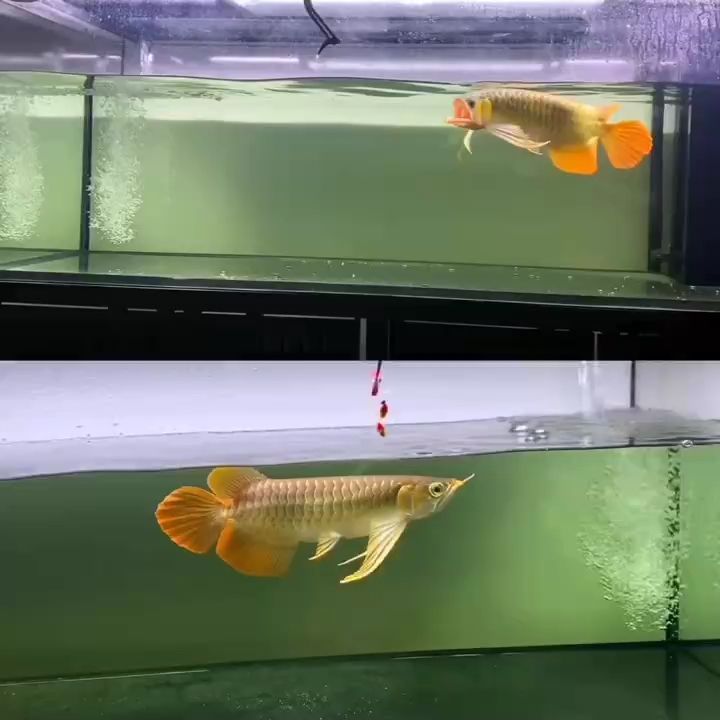 大湖紅龍（二條魚，你們喜歡第一條還是喜歡下面這條）