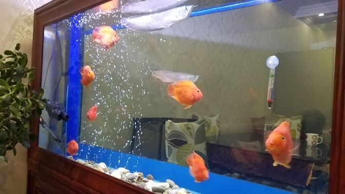 新人報(bào)道龍魚(yú)圈