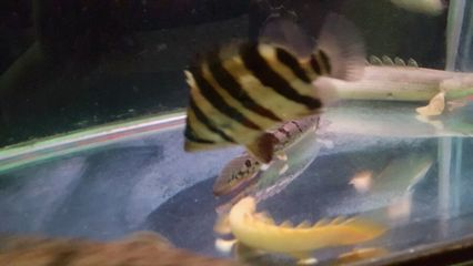 虎魚一般長多大可以穩定：虎魚一般長多大可以穩定體型