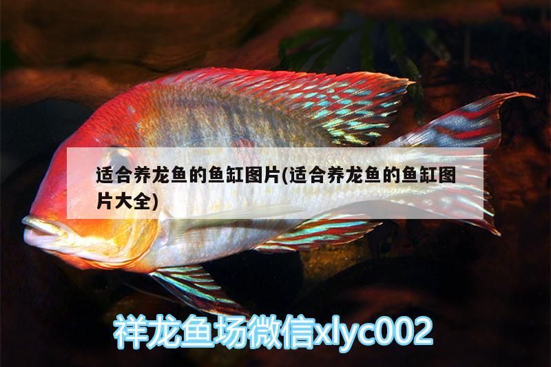 適合養龍魚的魚缸圖片(適合養龍魚的魚缸圖片大全) 金龍魚百科 第3張 適合養龍魚的魚缸圖片(適合養龍魚的魚缸圖片大全) 適合養龍魚的魚缸圖片(適合養龍魚的魚缸圖片大全) 金龍魚百科 第3張