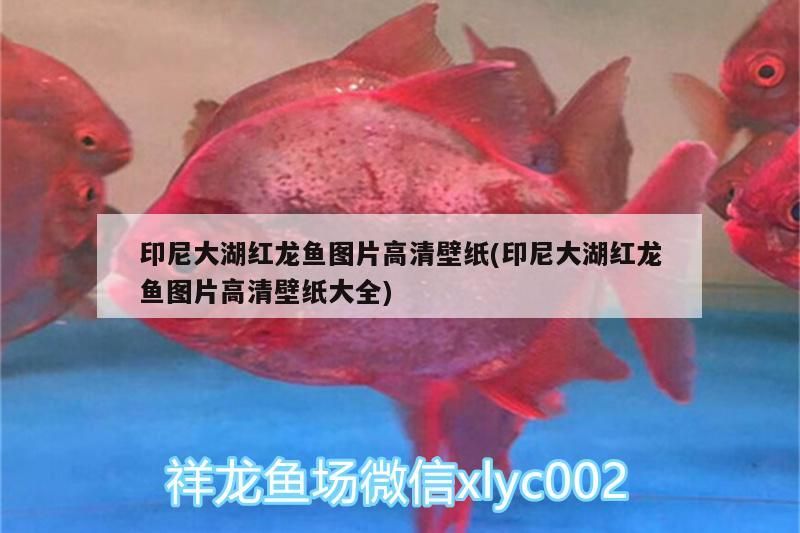 印尼大湖紅龍魚圖片高清壁紙(印尼大湖紅龍魚圖片高清壁紙大全)