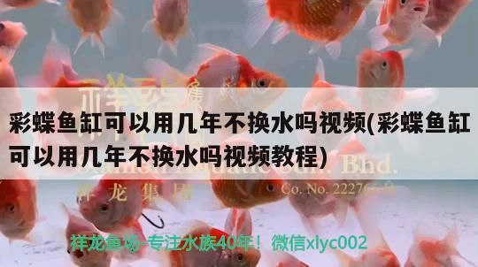 紅龍魚十大漁場排名榜（紅龍魚十大魚場排名）