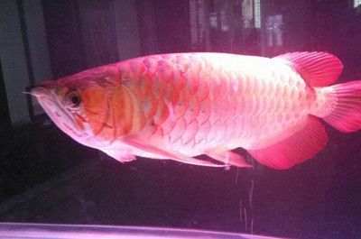 金龍魚在魚缸底部不動，如何判斷金龍魚是否受傷