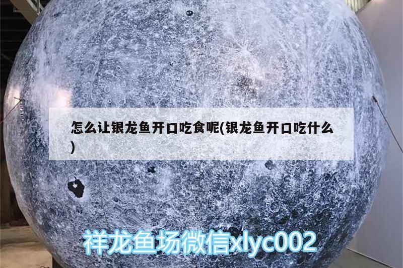 怎么讓銀龍魚開口吃食呢(銀龍魚開口吃什么)