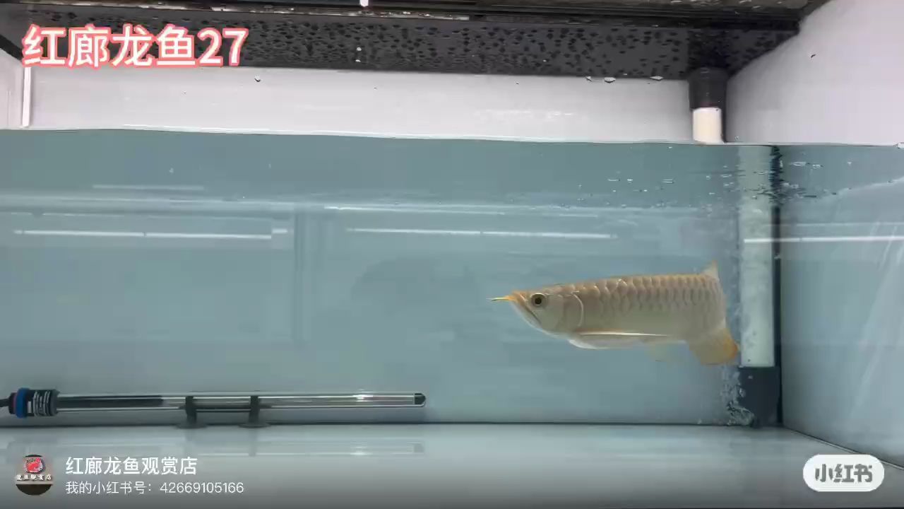 大湖紅龍：好苗不等人哦,被養魚耽誤的建筑師評論：好苗不等人
