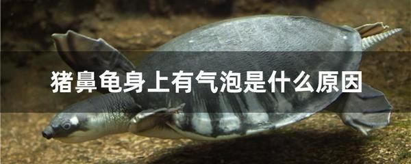 豬鼻龜身上有氣泡是什么原因：豬鼻龜身上有氣泡是什么原因引起的