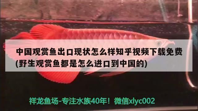 魚缸會(huì)議是什么（魚缸會(huì)議總結(jié)）