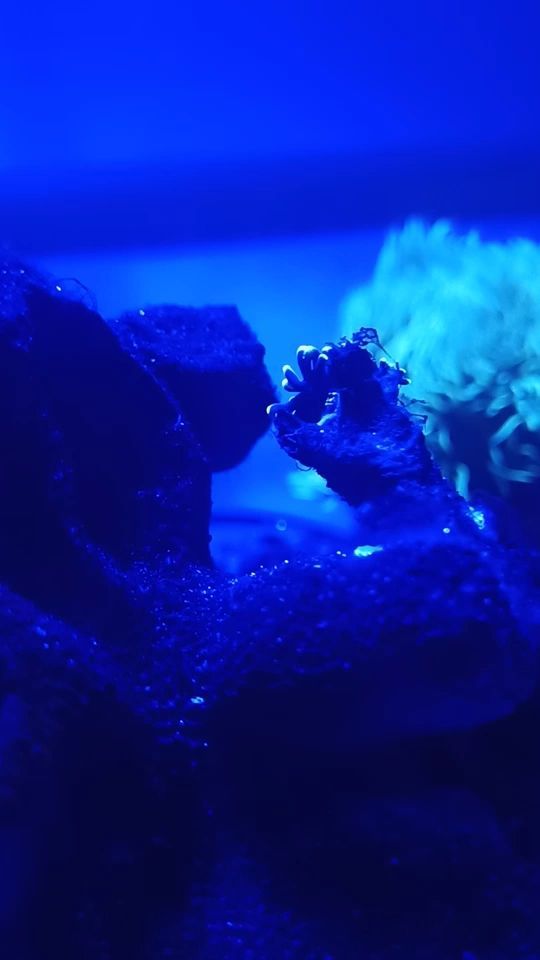 遼陽水族維護(遼陽觀賞魚魚市)