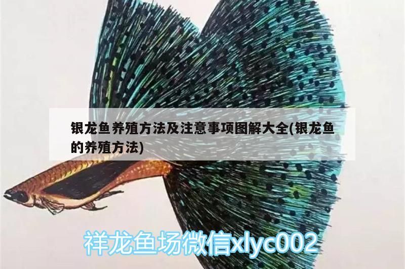 胖墩的恢復是指一個體重超標或肥胖的人通過健康飲食和運動來減輕體重的過程，小胖墩的恢復是指一個體重超標或肥胖的人通過健康飲食和運動來減輕體重的過程