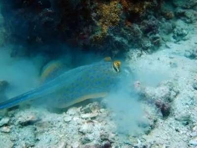 魟魚怎么分好壞：魟魚怎么挑選